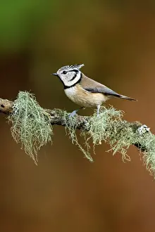 Veluwe: Crested Tit
