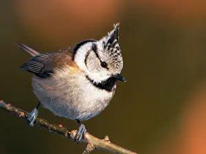 Zeist: Crested Tit