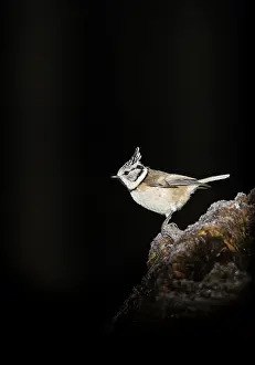 Perching: Crested Tit