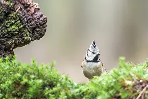 Perching: Crested Tit