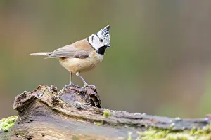 Perching: Crested Tit