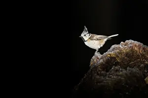 Perching: Crested Tit