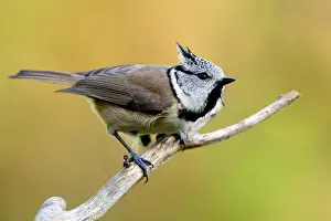 Curiosity: Crested Tit