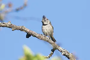 Cristatus: Crested Tit - adult bird perched on a twig - Germany