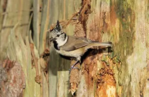 Nesthole: Crested TIT - Adult at nesthole entrance in decayed