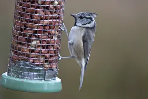 Feeders: Crested Tit - adult tit at a bird feeder - Scotland