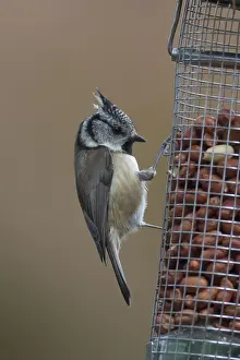 Feeders: Crested Tit - adult tit at a bird feeder - Scotland
