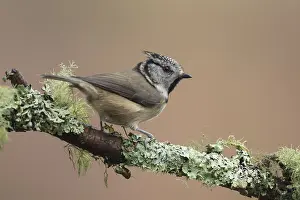 060418: Crested Tit - adult tit perched on branch - Scotland