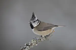 060418: Crested Tit - adult tit perched on branch - Scotland