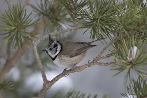 060418: Crested Tit - adult tit perched on branch - Scotland