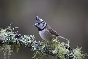 060418: Crested Tit - adult tit perched on branch - Scotland
