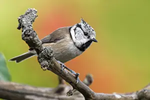 Station: Crested tit in autumn