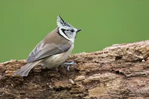 Lophophanes: Crested tit (Lophophanes cristatus), North Rhine-Westphalia