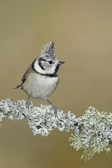 Reindeer: Crested tit (Lophophanes cristatus), sitting on a branch ove