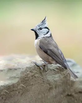 Cristatus: Crested Tit (Lophophanes cristatus), close-up, sitting