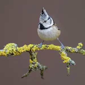 Lophophanes: Crested Tit (Lophophanes cristatus), on a branch