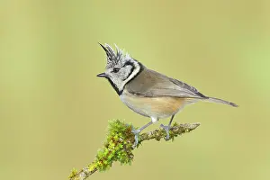 Grown: Crested Tit (Lophophanes cristatus), on a branch