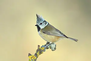 Cover: Crested Tit (Lophophanes cristatus), on a branch