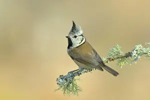Cover: Crested Tit (Lophophanes cristatus), on a branch