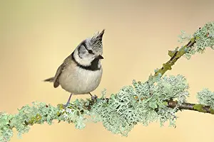 Cover: Crested Tit (Lophophanes cristatus), on a branch