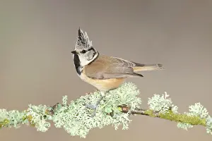 Cover: Crested Tit (Lophophanes cristatus), on a branch