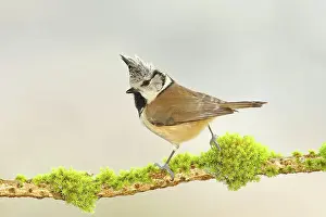 Grown: Crested Tit (Lophophanes cristatus), on a branch