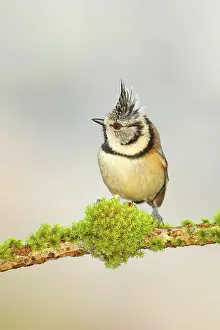 Grown: Crested Tit (Lophophanes cristatus), on a branch