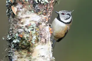 Lophophanes: Crested tit (Lophophanes cristatus), Crested tit