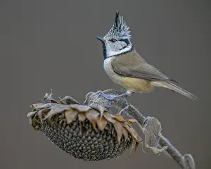 Faded: Crested Tit (Lophophanes cristatus), on faded su