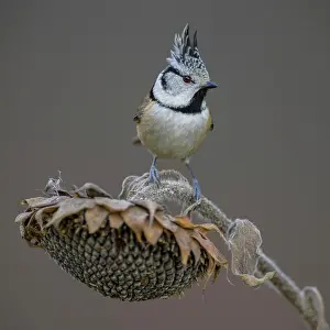 Faded: Crested Tit (Lophophanes cristatus), on faded su