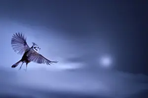 Chill: Crested Tit (Lophophanes cristatus) in flight in