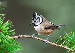 Pines: Crested tit (Lophophanes cristatus) perched on a