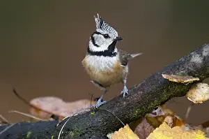 Lophophanes: Crested Tit (Lophophanes cristatus) perched on