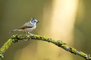 Antwerpen: Crested tit (Lophophanes cristatus) perched on