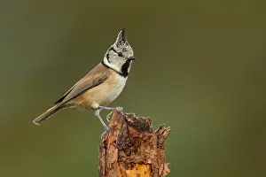 Overijssel: Crested Tit (Lophophanes cristatus) perched on