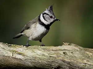 241119: A Crested Tit (Lophophanes cristatus) perches in