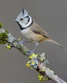 Peopl: Crested tit (Lophophanes cristatus), sits on a branch