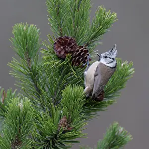 Lophophanes: Crested tit (Lophophanes cristatus), sits on cone