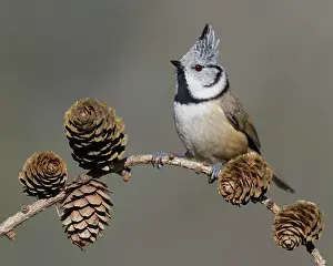 Larches: Crested tit (Lophophanes cristatus), sits on Larches
