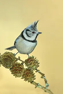 Pinaceae: Crested Tit (Lophophanes cristatus), sitting on