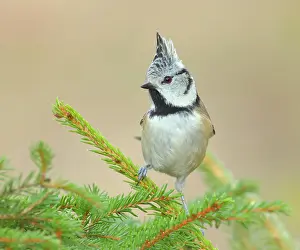 Spruce: Crested Tit (Lophophanes cristatus), sitting on