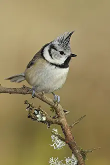 Reindeer: Crested tit (Lophophanes cristatus), sitting on