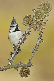 Pinaceae: Crested Tit (Lophophanes cristatus), sitting on