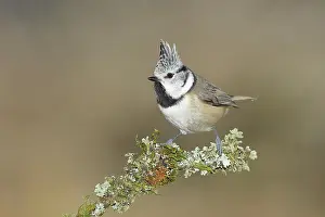 Cover: Crested tit (Lophophanes cristatus), sitting on