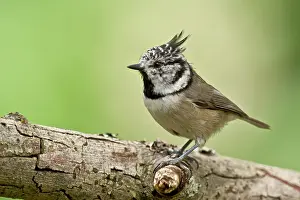 Tuvesj N: Crested Tit (Lophophanes cristatus). Tuvesj n