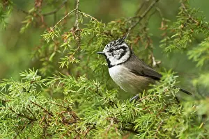 Tuvesj N: Crested Tit (Lophophanes cristatus). Tuvesj n