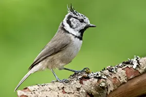 Lophophanes: Crested Tit (Lophophanes cristatus). Tuvesj n