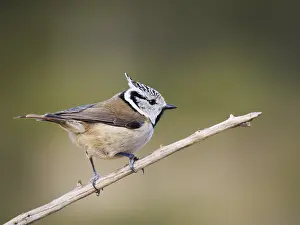 Valencia: Crested Tit Lophophanes cristatus Valencia, Spain BI035662
