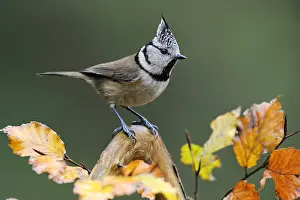 Veluwe: Crested Tit (Lophophanes cristatus), Veluwe, Ge