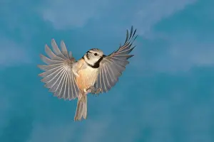 Spreading: Crested tit (Parus cristatus) in flight in front